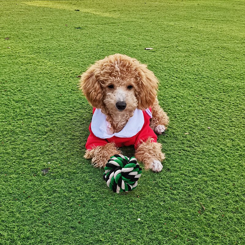 Pets Medium and Large Dog Bite Resistant Toy Ball Teething Cotton Rope Dog Toy Teething Knot Wholesale