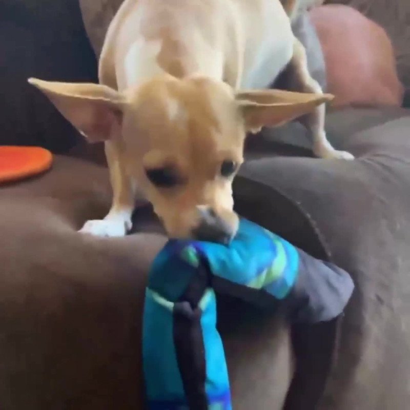 Pet Toy Cobra Plush Squeaky Paper Dog Toy Sounds Self-Resistant Bite-Resistant Dog Toy