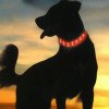 Dog Collar Dog Walking Safety Light Rechargeable LED Luminous Colorful Pet Luminous Neck 
circle water lamp