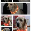 Dog Collar Dog Walking Safety Light Rechargeable LED Luminous Colorful Pet Luminous Neck 
circle water lamp