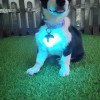 Three-generation battery life LED double-sided 360-degree light-emitting rechargeable pet light dog walking light pet light-emitting pendant