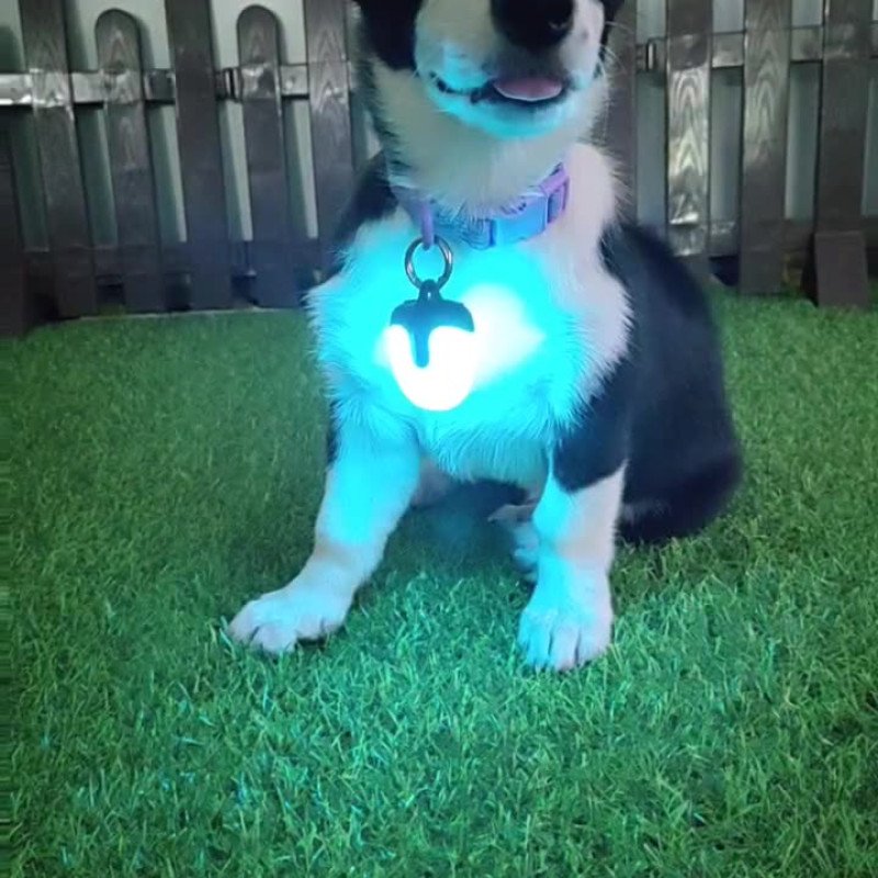 Three-generation battery life LED double-sided 360-degree light-emitting rechargeable pet light dog walking light pet light-emitting pendant