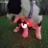 Three-generation battery life LED double-sided 360-degree light-emitting rechargeable pet light dog walking light pet light-emitting pendant